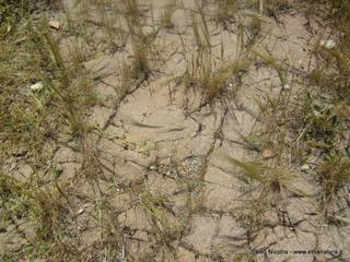 stello di Pentefur-27-04-2016 22-28-11